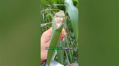 giant malaysian katydid|The Song Of The Katydid